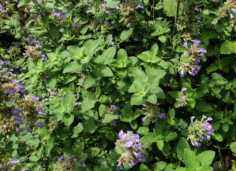 A picture containing flower, plant, outdoor, green Description automatically generated