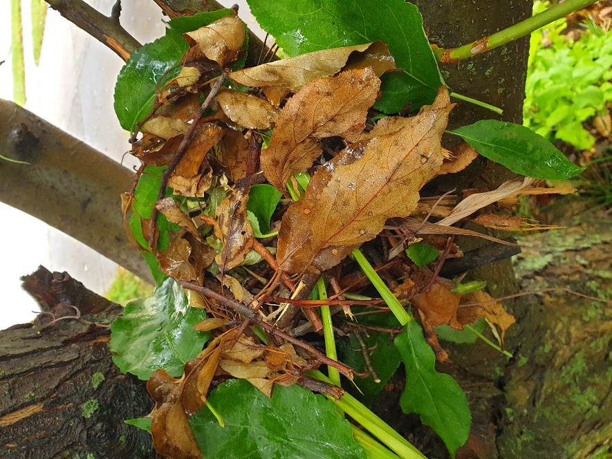 A picture containing fungus, plant Description automatically generated