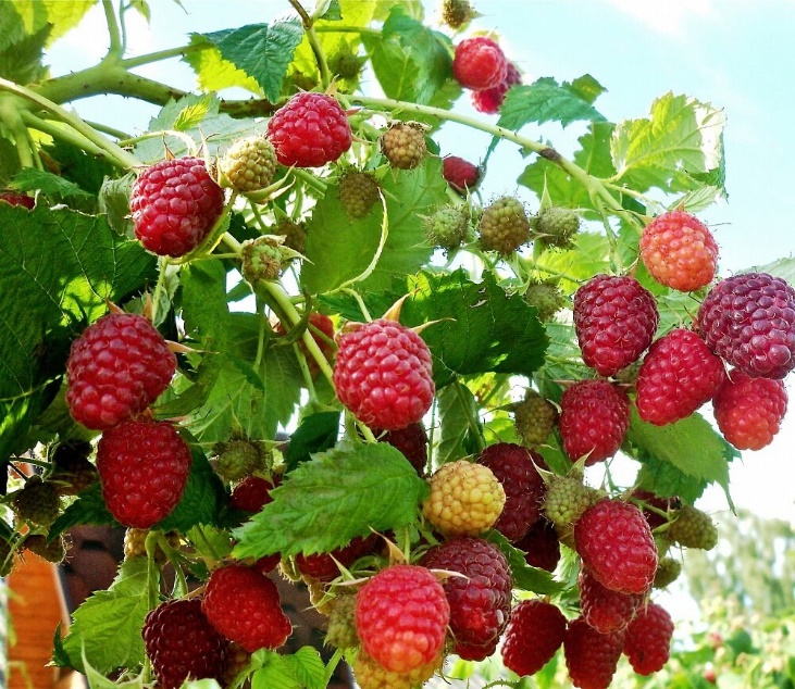 A picture containing grass, flower, outdoor, berry Description automatically generated