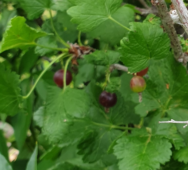 A picture containing tree, outdoor, plant, green Description automatically generated