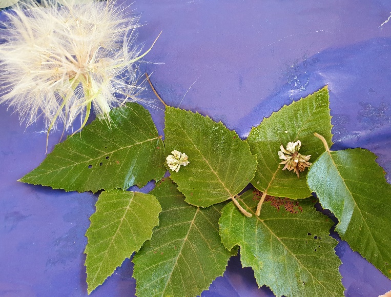 A close-up of some leaves Description automatically generated with low confidence