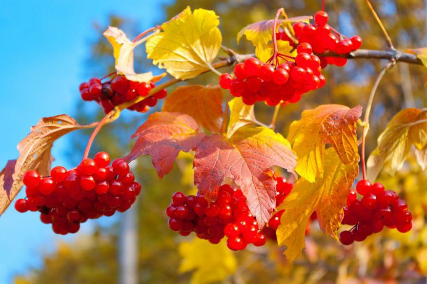 A picture containing tree, colorful, plant Description automatically generated