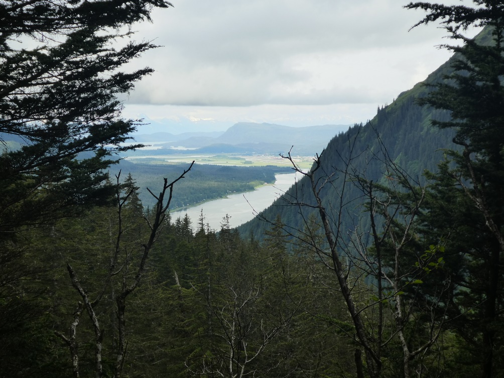 A picture containing tree, outdoor, sky, plant Description automatically generated
